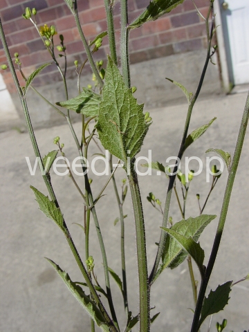 nipplewort